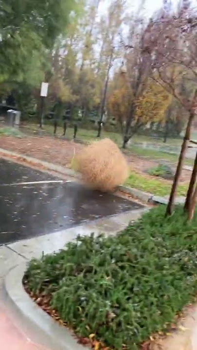 Rolling Tumbleweed 😗🎶🔊 | TikTok Memes #shorts