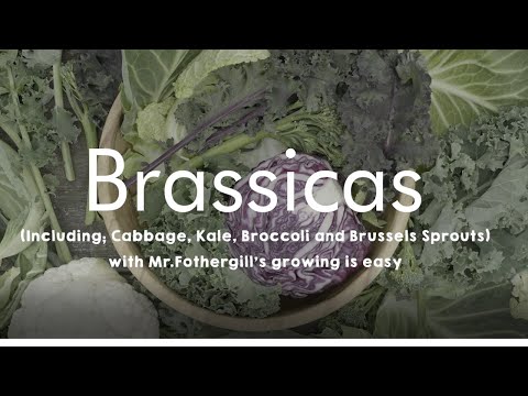 Video: Kada sodinti brassicas Mičigane?