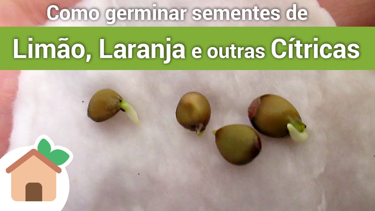 Como germinar sementes de  Limão, Laranja e outras Cítricas