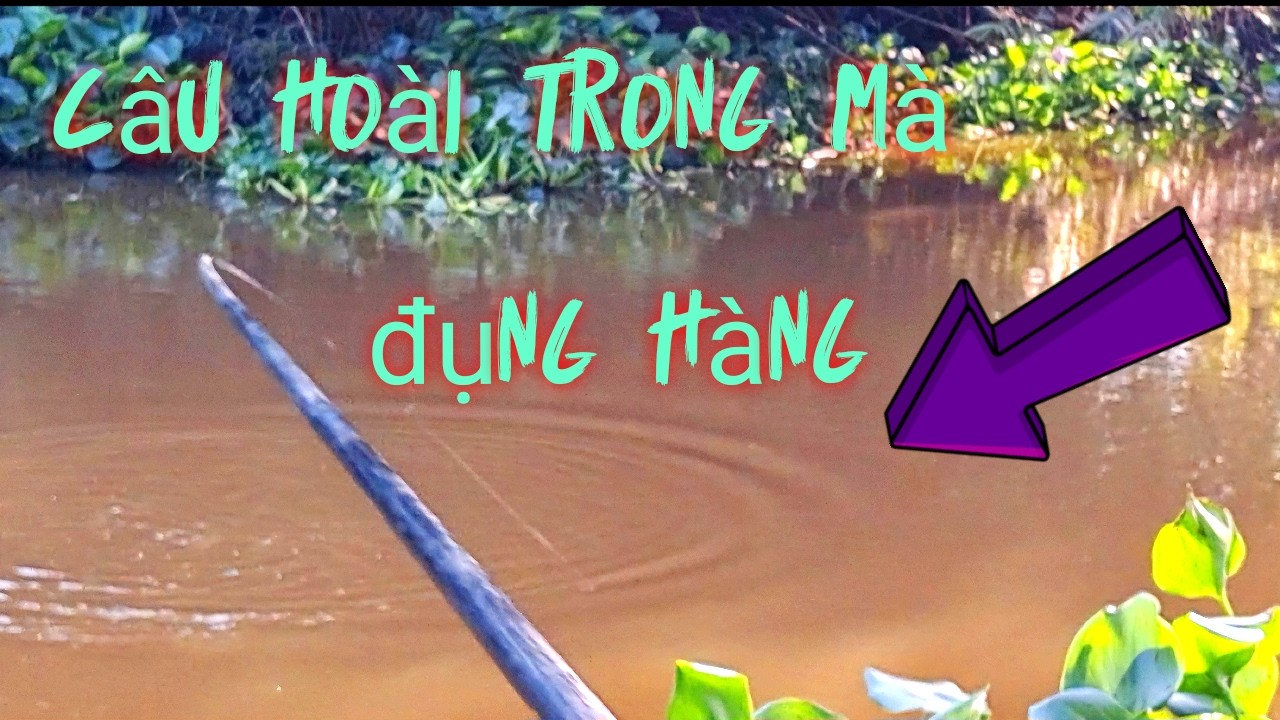 CÂU NGOÀI TRỐNG MÀ ĐỤNG HÀNG LIÊN TỤC@câu cá Hóc Môn