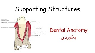 Supporting structures ( gingiva, PDL , alveolar process, occlusion, tooth surfaces , root portion)