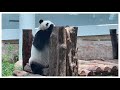 Middle East’s first ever panda park. Panda House, Qatar