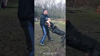 Pepe De La Arena Avd E.v. Presa Canario Working Dogs