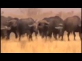 Lion Battle Zone Wildlife Animals | Documentary