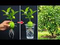 My Lemon Tree Was Bare For Years… Until I Did This One Trick (Now It’s Loaded)