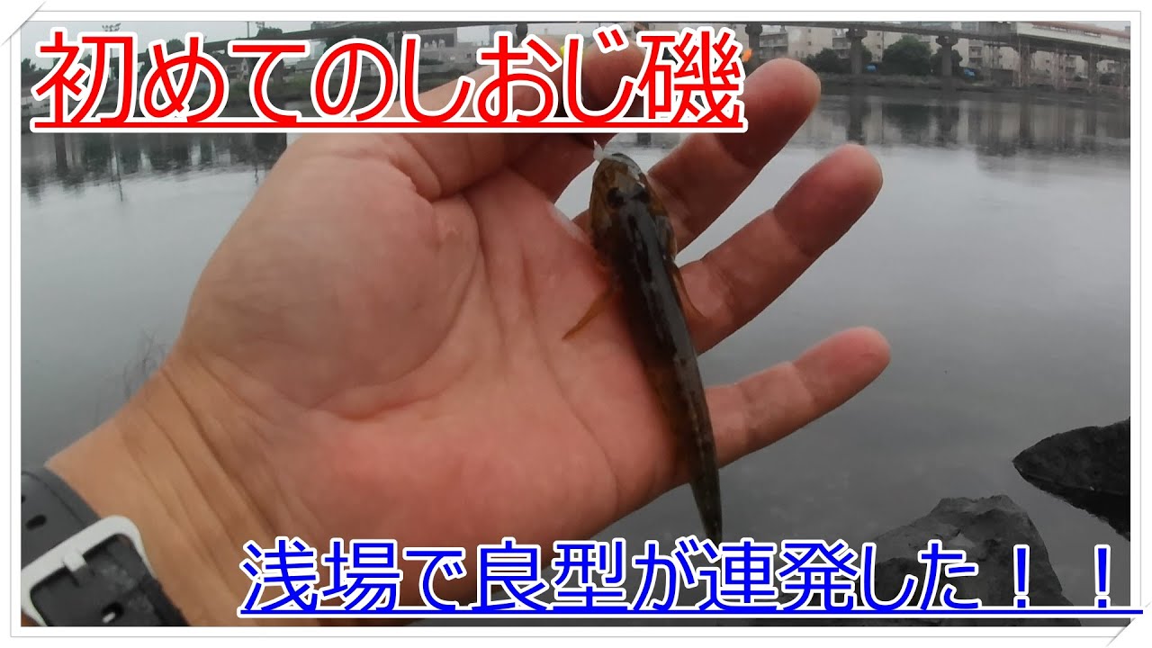 大井 ふ頭 中央 海浜 公園 し おじ 磯