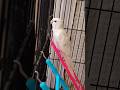 Adorable little chicky singing its heart out! ✨🎶 🦜❤️ #cockatielscraze