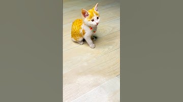 Reverse funny cats videos 🐈❤️🤣 #asmr #cat #beads #funny #kitten #beautiful #cute #reverse