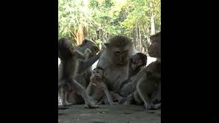 OMG ! So Funny Baby Monkey Standup Playing With Family Monkey and Cute Monkey Lover #1274