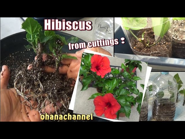 挿し木で増やす ハイビスカス ペットボトルの簡単温室 How To Grow Hibiscus From Cuttings Youtube