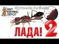 Муравей-бульдог, убийца, с нежным женским именем Лада. Myrmecia forficata