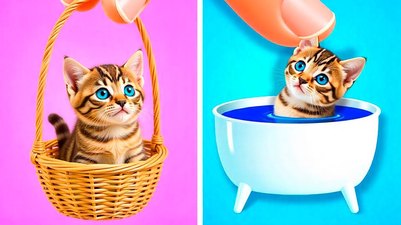 I Saved a Cat From Dental Caries|Best Crafts and Fidgets for Your Fluffy Friend