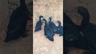 150 To 300 Yrs Cayuga Ducks L Beautiful Green Sheen