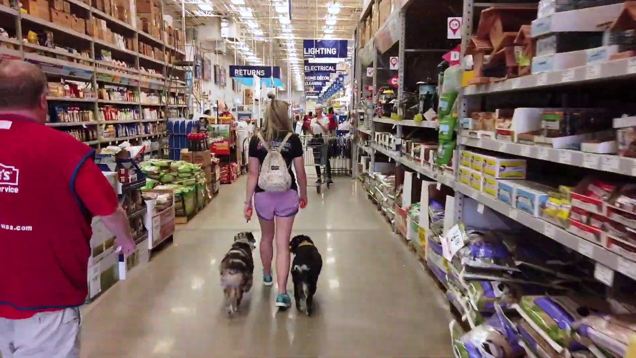 5 Month Old Australian Shepherds Best Aussie Dog Training Off Leash