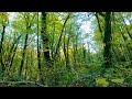 Mountain forest. Relaxing birdsong for sleep, meditation, work and study.