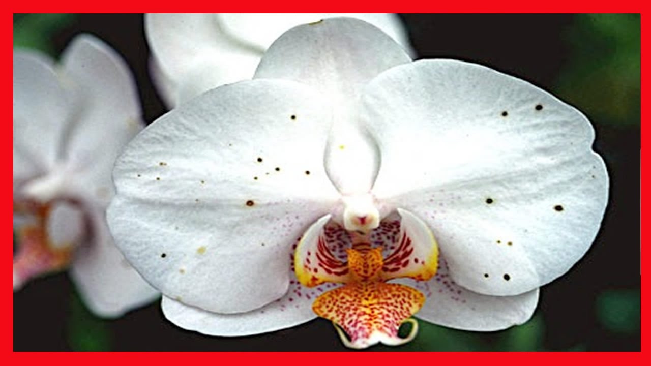 Orquídeas ➜ Saiba o Que Fazer Para Sua Orquídea Vingar - Como Dar Água e Evitar Fungos Orquídeas ➜ Saiba o Que Fazer Para Sua Orquídea Vingar - Como Dar Água e Evitar Fungos