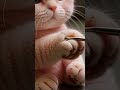 1310 Satisfying Oddlysatisfying Mochicatspaw Mochipimplepopping Squishy 