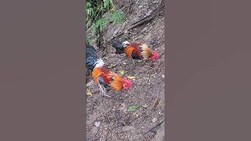 gà rừng giải nhất siêu víp.qaib qus zoo nkauj