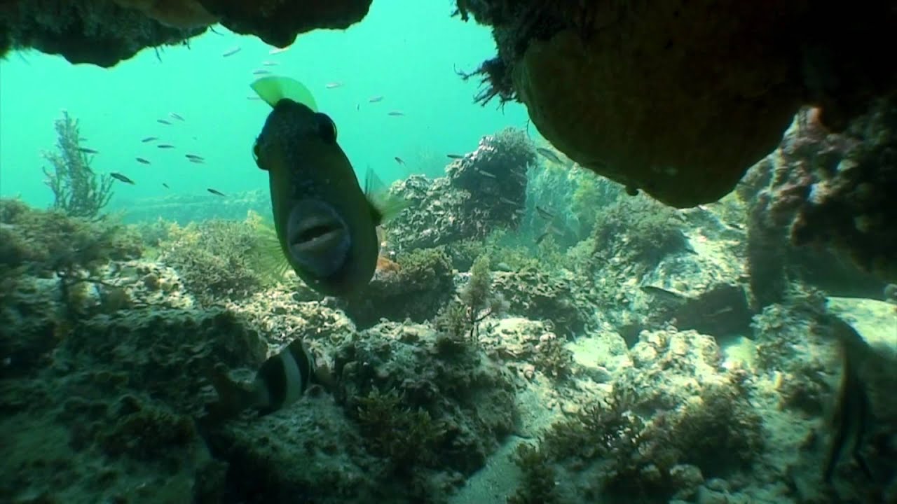 Star of Greece YouTube