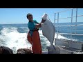 Maine Halibut fishing 2020! Catch and cook! My favorite fish to eat!