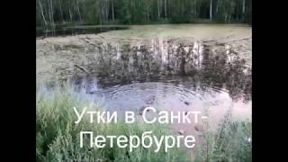 Утки в Санкт -Петербурге