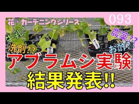 【結果発表】何が効いたのか❕❓アブラムシを駆除‼牛乳・お酢・農薬など7種類の散布実験【花・ガーデニング】後編（結果編）By園芸チャンネル　093