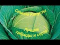 Семена Капуста Белокочанная Лучшие гибриды и сорта