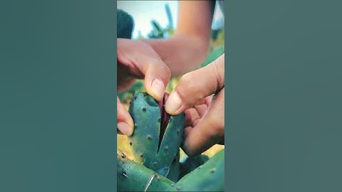 EASY Way to Peel a PRICKLY Pear Cactus Fruit!