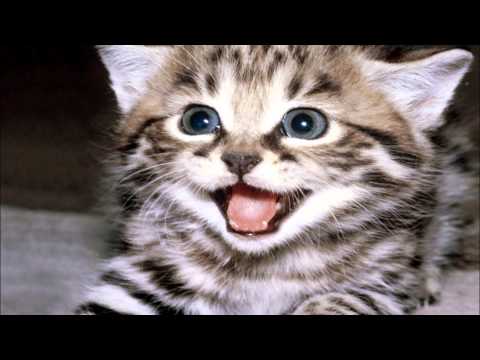 كان عندي ثلاثة عصافير بدون موسيقى طيور الجنة