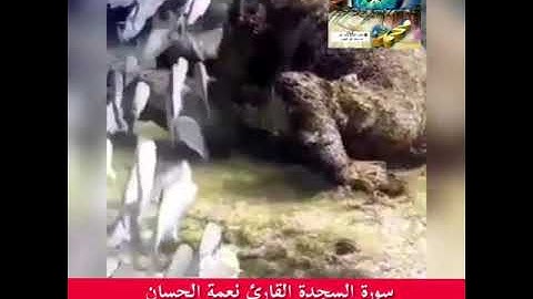 القران الكريم سورة السجدة القارئ نعمة الحسان