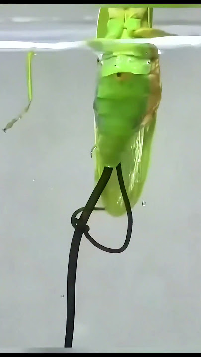 This worm controls the mantis from the inside! 😱#shorts