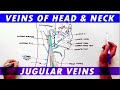 Anatomy Tutorial - Veins of the Head and Neck