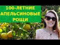 100-летние АПЕЛЬСИНОВЫЕ РОЩИ // Собираем там урожай