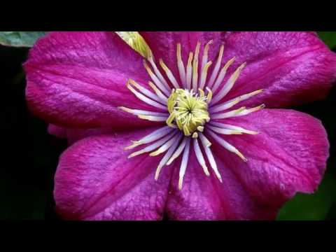 Les Fleurs De Mon Jardin