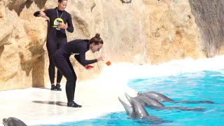 Dolphins and gelatin as positive reinforcement