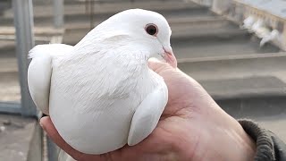 картинка: Бойние голуби. В гостях у Химича. 17.12.21 Грузия. Гори