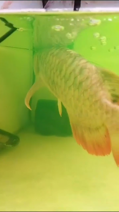 BAHAYANYA SALAH PENANGANAN Dropsy / Lepas Lendir. Arwana Super Red. #dedykaltara