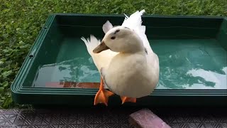 Butchy's Lovely Behavior. (Our Pet Call Duck)