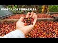 Authentic Tastes Around Canary Islands / Bodega Los Berrazales