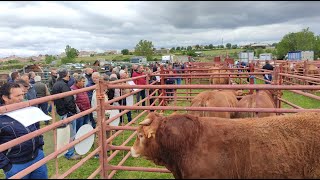 Feria ganadera y Feria Multisectorial de San Isidro en Lumbrales