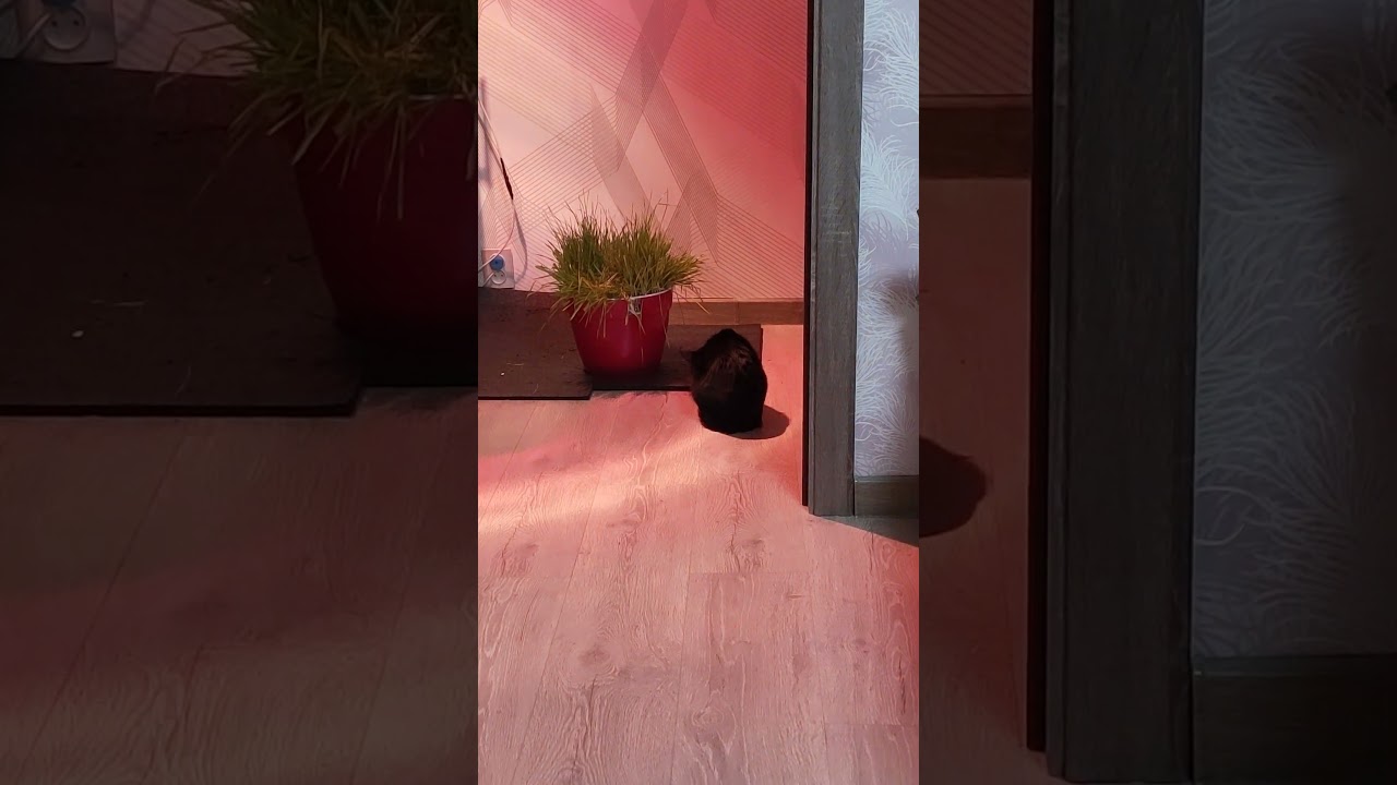 Где хочу, там и сижу ) 