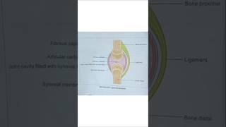 Synovial joints|| basic structure #medical #joints #health