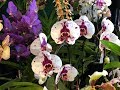 Выставка орхидей в Бристоль. 13.04.2019. The Bristol & West of England Orchid Society Annual Show