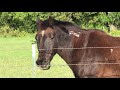 Breakfast With The Boys - Buddy Does His Bucking Buddy Show - Mokie Shows Up