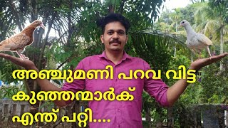 ഇവന്മാർ ഭീകരന്മാർ ആയിരുന്നു. parava pigeon training full video malayalam#pigeon #പറവ #പ്രാവ്