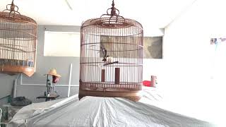 White Rumped Shama - 036 1Year 8Months Old