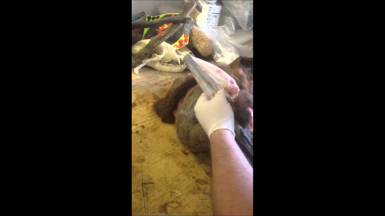 taxidermy ear openers YouTube