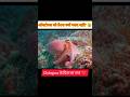 ऑक्टोपस के 3 दिल 🥵❤️। amazing facts hindi 🤩