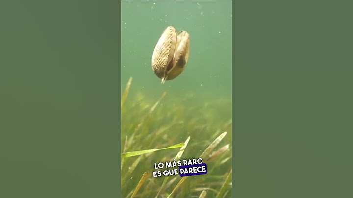 Curiosidades de Las Almejas de Mar 😱 #shorts