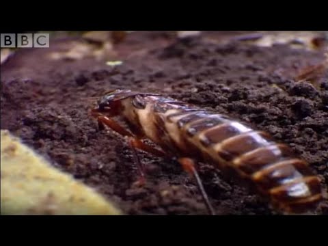 Tiny driver ants Vs red ants - Ant  Attack - BBC wildlife